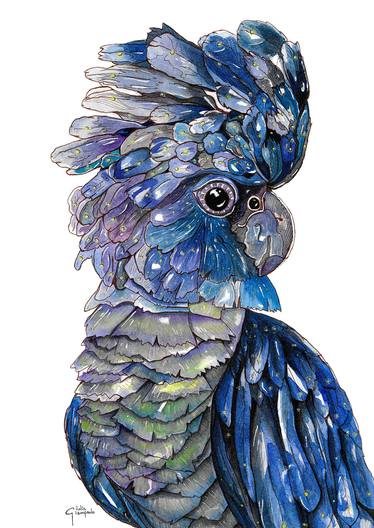Blue-Black Cockatoo - Art Print