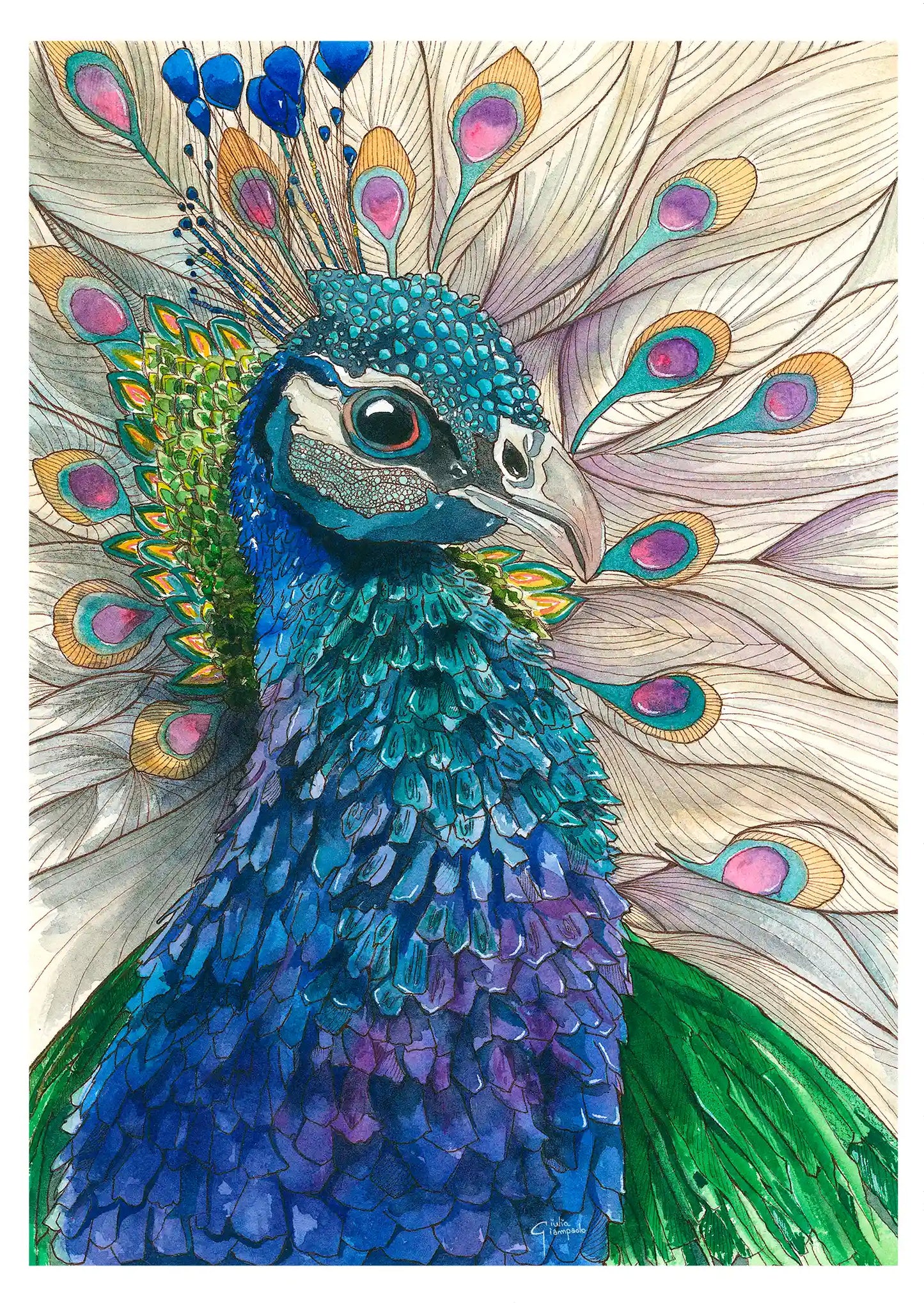Peacock - Art Print