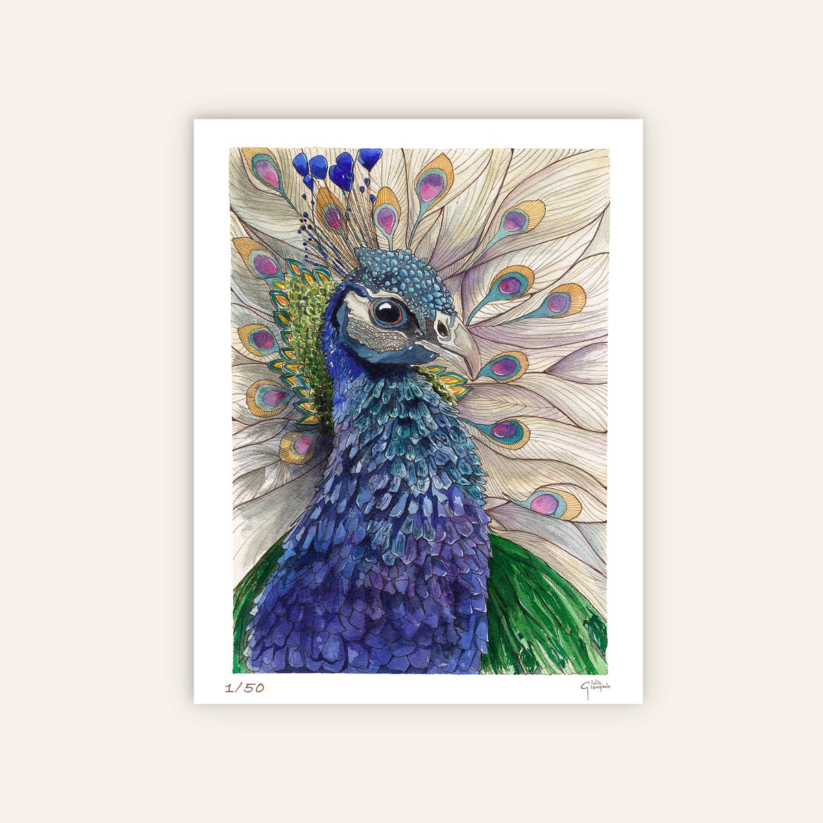 Peacock – Limited Edition Fine Art Print