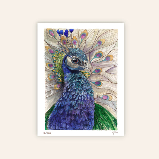 Peacock – Limited Edition Fine Art Print