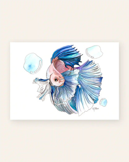 Betta Fish - Art Print