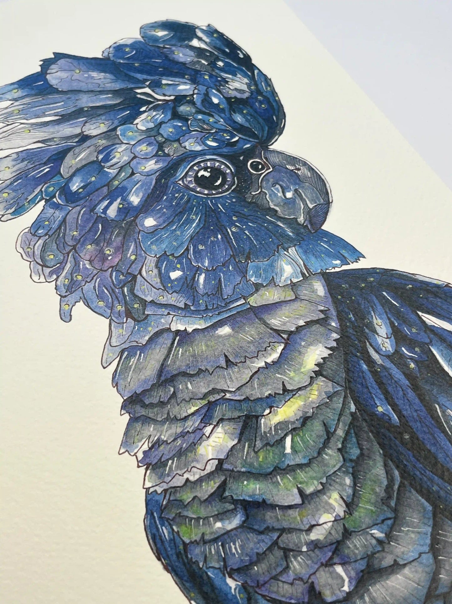 Blue-Black Cockatoo - Art Print