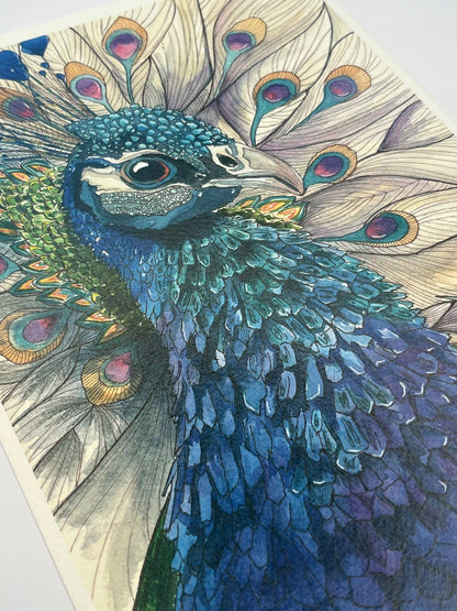 Peacock - Art Print
